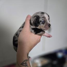 Prisma - Blue merle male Chihuahua puppy in Springfield, Missouri from Carly Parker