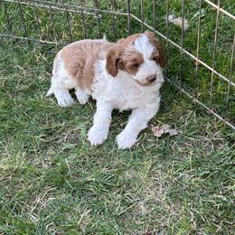 Bernedoodle, Poodle, and Soft Coated Wheaten Terrier Puppies from Whoodles of Wyoming
