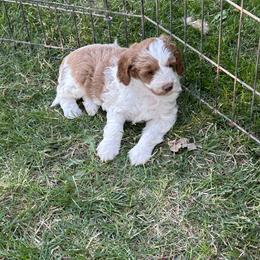 Bernedoodle, Poodle, and Soft Coated Wheaten Terrier Puppies from Whoodles of Wyoming