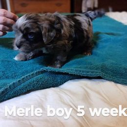 Merle Boy - male Yorkipoo puppy in Renton, Washington from Junes Maltipoos
