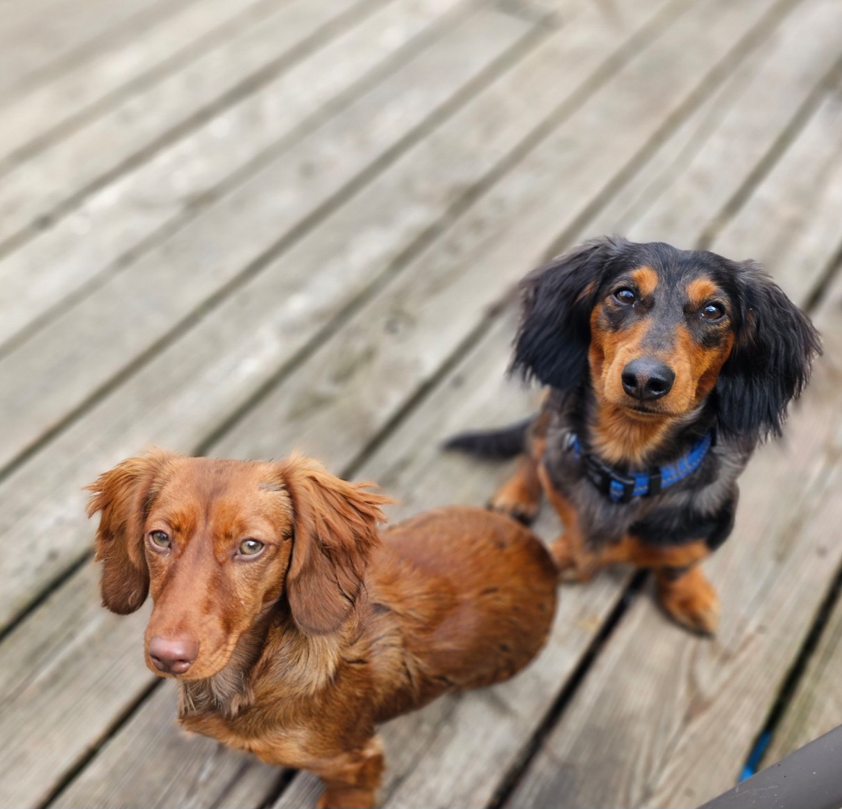Dachshund All Grown Up from Mason Dixon Doxies