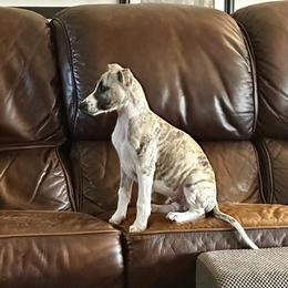 Whippet Puppies from Hertzog  Whippets
