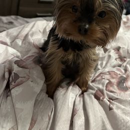 Rosie - Yorkshire Terrier