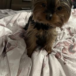 Rosie - Yorkshire Terrier