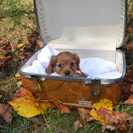 Cavalier King Charles Spaniel Puppies from Freeman's Royal Cavaliers