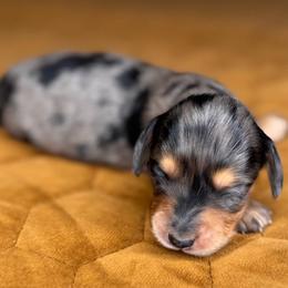 Tulip - Dapple female Dachshund puppy in Fayetteville, Arkansas from Natural State Dachshunds