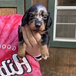 Tex - Dapple male Dachshund puppy in Cabool, Missouri from Shannon Dachshunds