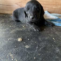 Judy Hopps - Black female Dachshund puppy in Pearce, Arizona from Katy West Weenies