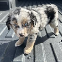 Winston - Blue merle male Miniature Australian Shepherd puppy in Godley, Texas from Nana and Paws Aussies