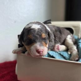 Pepa - Blue merle female Bernedoodle puppy in Blackfoot, Idaho from Draper Mountain Doodles