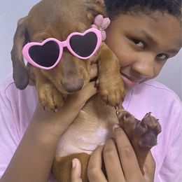 Lily - Red female Dachshund puppy in New York, New York from Sausagedog-NYC