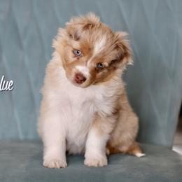 Australian Shepherd, Miniature American Shepherd, Miniature Australian Shepherd, and Toy Australian Shepherd Puppies from Painted Blue Aussies