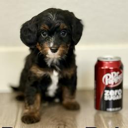 Boston Rob - Tri-color male Bernedoodle puppy in Gilbert, Arizona from Safe Havynn Doodles