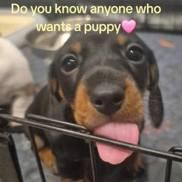 Girl born 2nd - Black and tan female Dachshund puppy in Palm Coast, Florida from The McWhirt Dachshunds