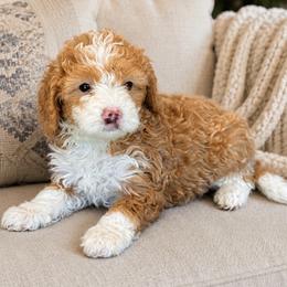 Parima - Red female Bernedoodle puppy in Yuciapa, California from AlltheDoodlez_