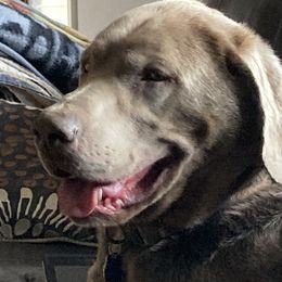 Dilute Retrievers and Labrador Retrievers from Phoenix Labradors