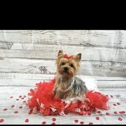 Ginger - Yorkshire Terrier