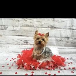 Ginger - Yorkshire Terrier
