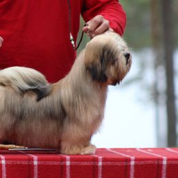 Lhasa Apso Puppies from Chic Choix Champion Lhasa Apsos