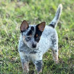 Wheeljack - Blue mottled male Australian Cattle Dog puppy in Rosharon, Texas from 4Surge Cattle Dogs