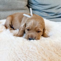 White collar - Golden female Golden Retriever puppy in Lehi, Utah from Open Star Goldens