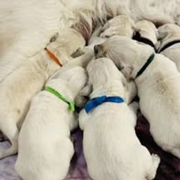 Fourth Pick Female - Light golden female Golden Retriever puppy in Alaska from Birchwood Goldens