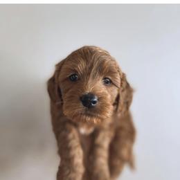Aussiedoodle and Goldendoodle Puppies from Garside Doodles