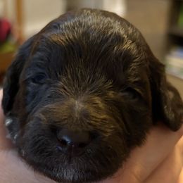 Bear - Chocolate male Goldendoodle puppy in Surprise, Arizona from Arizona West Valley Goldendoodles