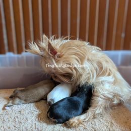Miniature Schnauzer and Yorkshire Terrier Puppies from Tiny Tushy Lodge