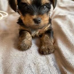 "Paris" Yorkshire Terrier Puppies from Ella's Designer Yorkies