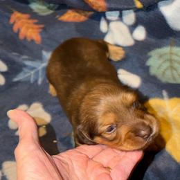 Brownie - Chocolate and tan male Dachshund puppy in Edinburg, Virginia from Hunter Lane Dachshunds