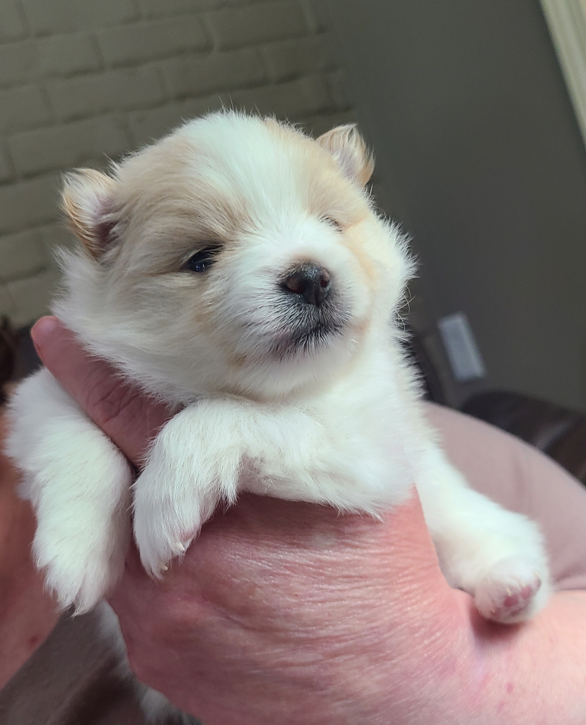 Pomeranian Puppies from Merri's Pom's