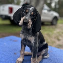 Girl 1 - female Bluetick Coonhound puppy in Ocklawaha, Florida from Lone River Blueticks