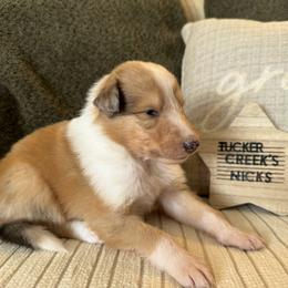Nicks - Sable merle and white male Collie puppy in Charleston, West Virginia from Tucker Creek Collies