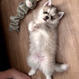 Pomsky Puppies from A1 Pomskies