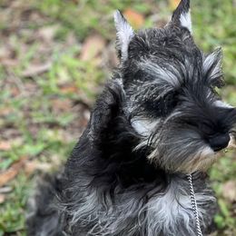 Miniature Schnauzers from GG's Dream Miniature Schnauzers