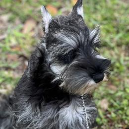 Miniature Schnauzers from GG's Dream Miniature Schnauzers