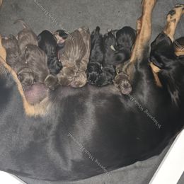 Bloodhound Puppies from Diamond Bloodhound Kennels