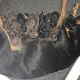 Bloodhound Puppies from Diamond Bloodhound Kennels