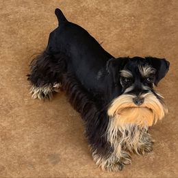 Millie - Miniature Schnauzer