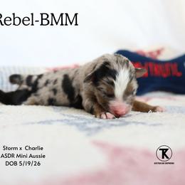 Bodie- Blue Merle Male - Blue merle male Miniature Australian Shepherd puppy in Nacogdoches, Texas from TK Standard, Mini, & Toy Aussies