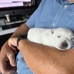 Lavender - White female West Highland White Terrier puppy in Roper, North Carolina from SoundHaven Westies