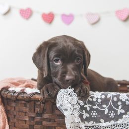 Labrador Retriever Puppies from Lorlyn Labradors