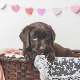 Labrador Retriever Puppies from Lorlyn Labradors