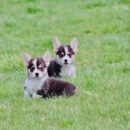 Pembroke Welsh Corgi Puppies from Edgewood Farm