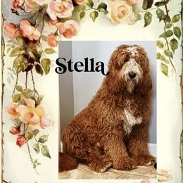Stella - Goldendoodle