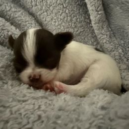Millie - Chocolate and white female Chihuahua puppy in Doyle, California from Dreamy Divine Chihuahuas