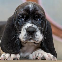 Winston - Black and white male Basset Hound puppy in Knoxville, Tennessee from Well Hounded Bassets