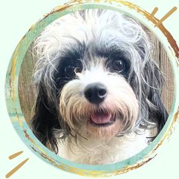 Jane Pawston - Cavapoo