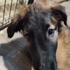 Borzoi and Samoyed Puppies from Kalabria